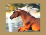 EASY HORSE Baulon