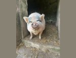 LA FERME DU PETIT GALOP Raddon-et-Chapendu